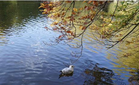High incidence of chronic diseases in Autumn! pay attention to these 3 diseases - Medasia.Store