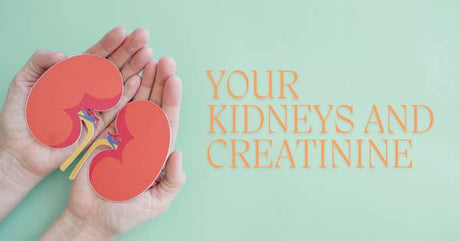 Your Kidneys and Creatinine: What Every Adult Should Know