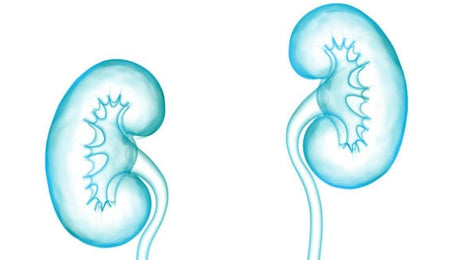 What are the types of kidney disease? - Medasia.Store