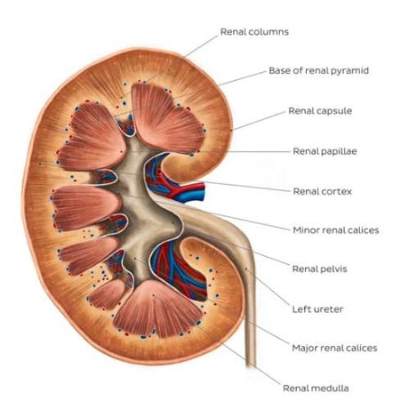 anemia-with-kidney-disease