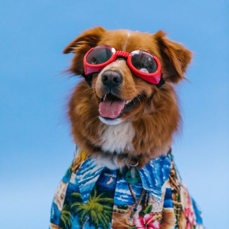 Kidney disease dog: : Causes, Symptoms, Prevent & Treatment