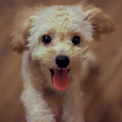 Kidney Disease On Dogs