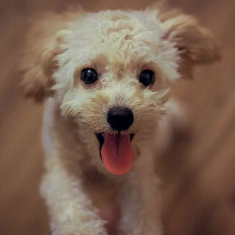 Kidney Disease On Dogs