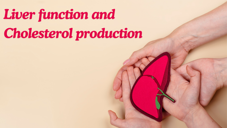 What are liver function and cholesterol production links?