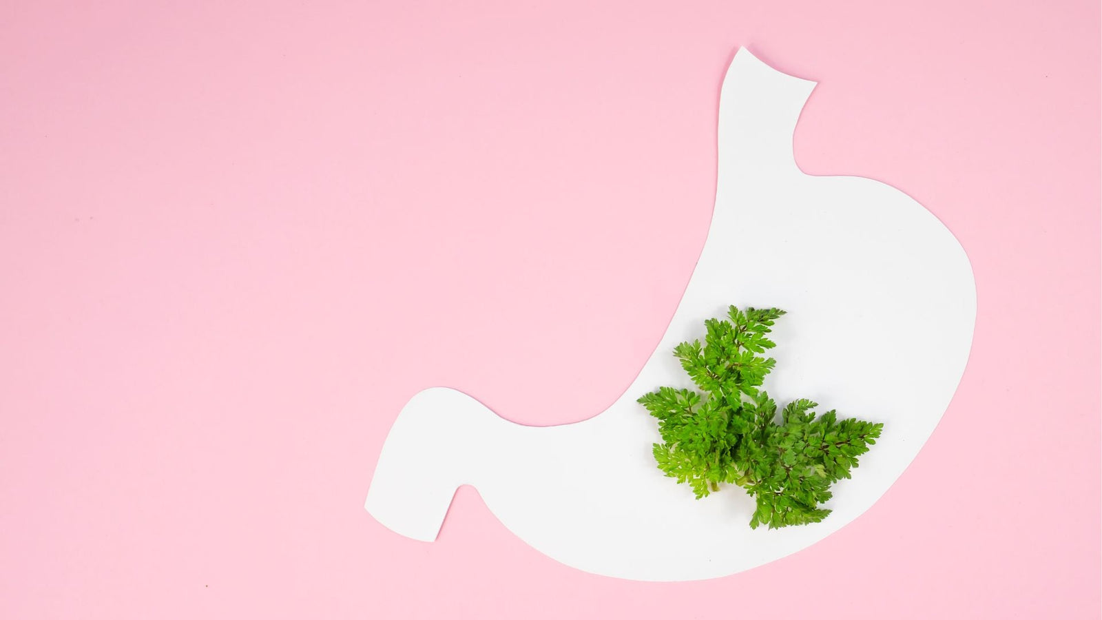 Did You Know Helicobacter Pylori Might Be Harming Your Stomach?