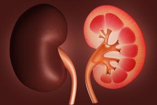 Creatinine Level Indicate Kidney Disease - Medasia.Store