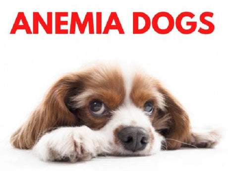 Anemia Dogs