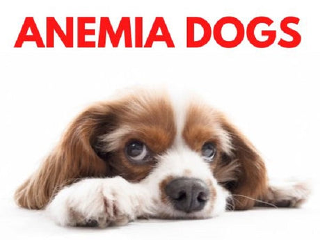 Anemia Dogs
